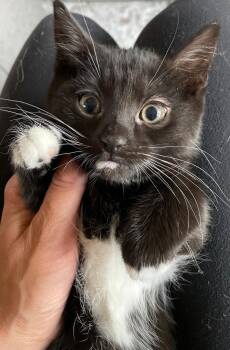 BW -  Domestic Short Hair Cat Available for Adoption in Island Lake, Illinois - BW | PetCurious