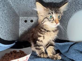 LIZZY -  Domestic Medium Hair Cat for Adoption in Tustin, California - LIZZY | PetCurious
