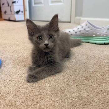 Acorn -  Domestic Medium Hair Cat for Adoption in La Grange, Kentucky - Acorn | PetCurious