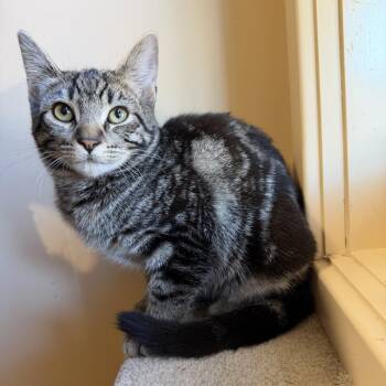 Domestic Short Hair Cats Available for Adoption - Angus | PetCurious