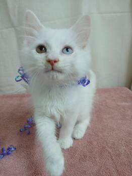 Harley *Available soon* -  Domestic Medium Hair Cat for Adoption in Winton, North Carolina - Harley *Available Soon* | PetCurious