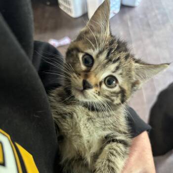 Domestic Short Hair Cats Available for Adoption in Evansville, Indiana - Chewy | PetCurious