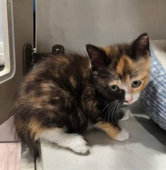 Tabatha 7.15.26 (med waiver) -  Domestic Short Hair Cat for Adoption in Apopka, Florida - Tabatha 7.15.26 (med Waiver) | PetCurious