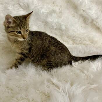 Rescue Domestic Short Hair Cats for Adoption in Grantsville, Utah - Rogue | PetCurious