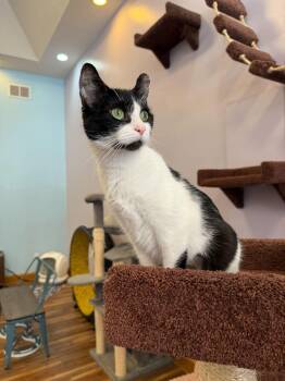 Rescue Domestic Short Hair Cats for Adoption in West Lafayette, Indiana - Athena (cat Cafe) | PetCurious