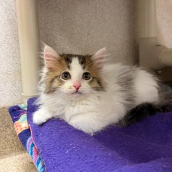 Domestic Long Hair Cats Available for Adoption in Naperville, Illinois - Floofy | PetCurious