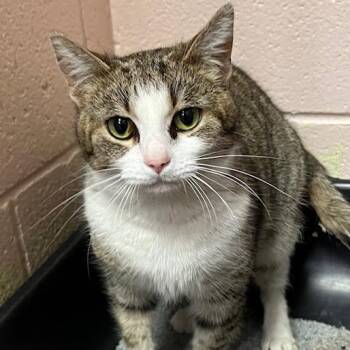 Gracie -  Domestic Short Hair Cat for Adoption in Owosso, Michigan - Gracie | PetCurious