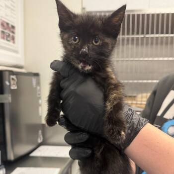 Tova -  Domestic Short Hair Cat for Adoption in Greenville, South Carolina - Tova | PetCurious