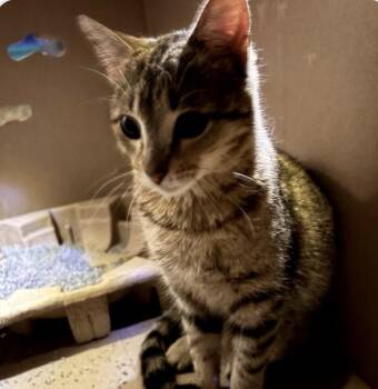 Domestic Short Hair Cats Available for Adoption - Cutie | PetCurious