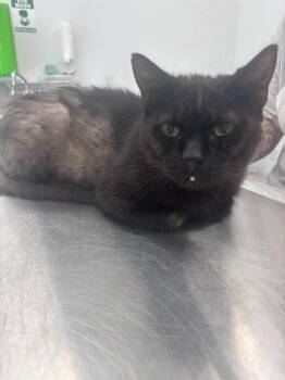 Dottie -  Domestic Short Hair Cat for Adoption in Cambridge, Maryland - Dottie | PetCurious
