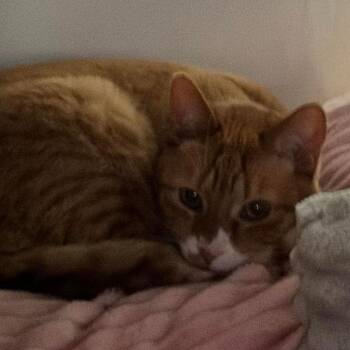 Domestic Short Hair Cats Available for Adoption - Marmalade C10275 | PetCurious