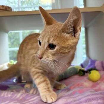 Ebb -  Domestic Short Hair Cat for Adoption in Gloucester, Virginia - Ebb | PetCurious
