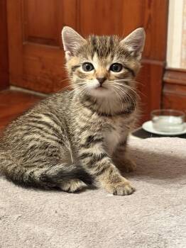 Lucy -  Tabby Cat for Adoption in Decorah, Iowa - Lucy | PetCurious