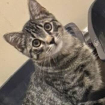 Shy Cotter -  Domestic Short Hair Cat for Adoption in Eagle Mountain, Utah - Shy Cotter | PetCurious