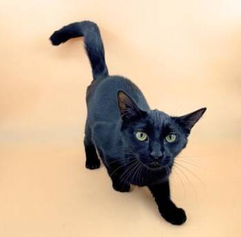 Domestic Short Hair Cats Available for Adoption in Dahlonega, Georgia - Daffodil  | PetCurious