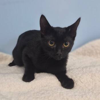 Cinder -  Domestic Short Hair Cat for Adoption in Wahiawa, Hawaii - Cinder | PetCurious