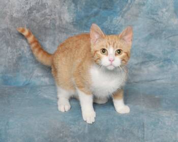 Domestic Short Hair Cats Available for Adoption in Rock Falls, Illinois - Ginger | PetCurious