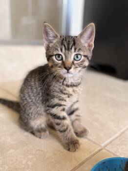 Jeff -  Domestic Short Hair Cat for Adoption in Hamilton, Ontario - Jeff | PetCurious