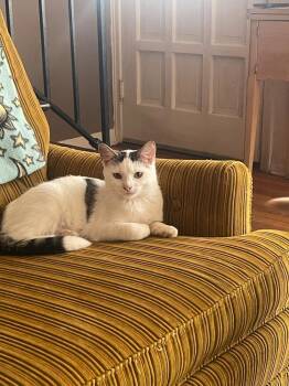 Rescue Domestic Short Hair Cats for Adoption in Emporia, Kansas - Cowboy | PetCurious
