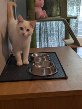 Siamese Cats Available for Adoption - Cameron Fry (bonded To Sloan Peterson)  | PetCurious