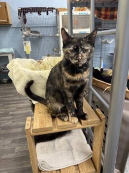 Bunny -  Domestic Short Hair Cat for Adoption in West Mifflin, Pennsylvania - Bunny | PetCurious