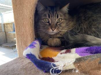 Forrest -  Domestic Long Hair Cat for Adoption in Phoenix, Arizona - Forrest | PetCurious