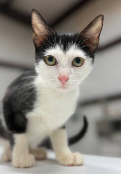 Rescue American Shorthair Cats for Adoption in Austin, Texas - Haiku | PetCurious