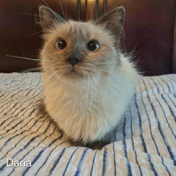Daria -  Domestic Long Hair Cat for Adoption in Groveland, Massachusetts - Daria | PetCurious