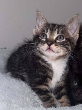 Ron -  Domestic Short Hair Cat for Adoption - Ron | PetCurious