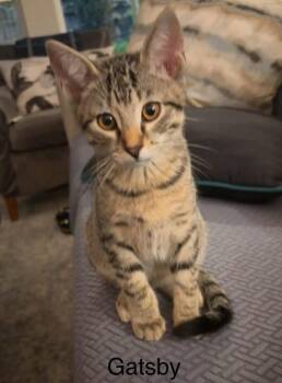 Gatsby -  Domestic Short Hair Cat for Adoption in Magnolia, Texas - Gatsby | PetCurious
