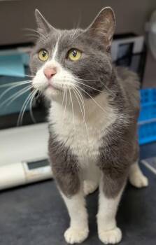 Domestic Short Hair Cats Available for Adoption in Missoula, Montana - Mr. Biscuits | PetCurious