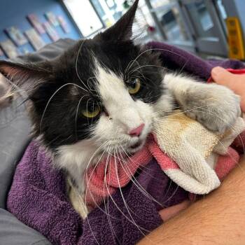 Domestic Long Hair Cats Available for Adoption in Kingman, Arizona - Gilbert | PetCurious