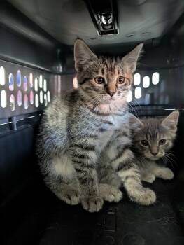 Burkina -  Tabby Cat for Adoption in Grand Junction, Colorado - Burkina | PetCurious