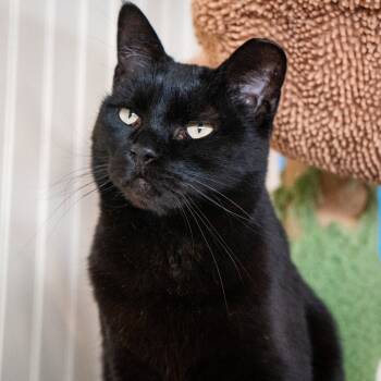 Rescue Domestic Short Hair Cats for Adoption in Durango, Colorado - Mitzi | PetCurious