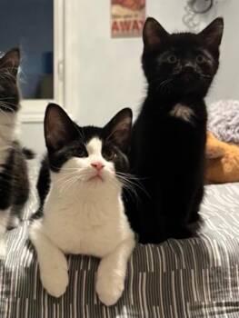 Rescue Domestic Medium Hair Cats for Adoption - Mac (w/ Tosh Sophie