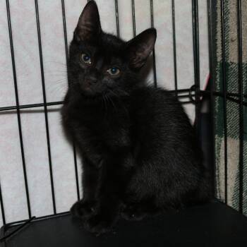 Rescue Domestic Short Hair Cats for Adoption in Debary, Florida - Eloise | PetCurious