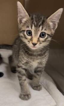 MICHAEL -  Domestic Short Hair Cat for Adoption in Fort Myers, Florida - MICHAEL | PetCurious