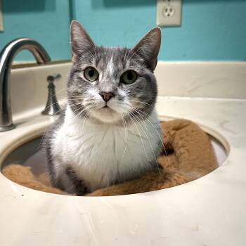 Rescue Domestic Short Hair Cats for Adoption in Los Angeles, California - Lily | PetCurious