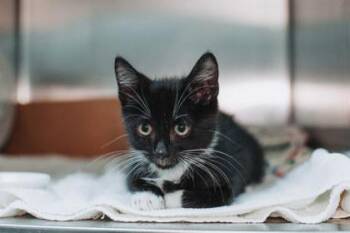 93141a Bandit-PetSmart West Ashley -  Domestic Short Hair Cat for Adoption in North Charleston, South Carolina - 93141a Bandit-PetSmart West Ashley | PetCurious