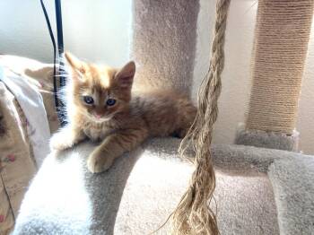 satsuma -  Tabby and Domestic Medium Hair Cat for Adoption in San Jose, California - Satsuma | PetCurious