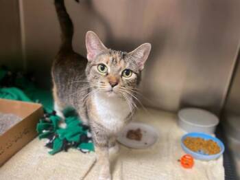 BETTY -  Domestic Short Hair Cat for Adoption in Fort Wayne, Indiana - BETTY | PetCurious