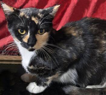 Rosie -  Calico Cat for Adoption - Rosie | PetCurious