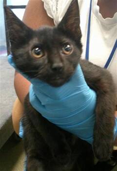 A478008 -  Domestic Short Hair Cat for Adoption in Oklahoma City, Oklahoma - A478008 | PetCurious