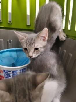 Ruby Rhod -  Domestic Short Hair Cat for Adoption in Sacramento, California - Ruby Rhod | PetCurious