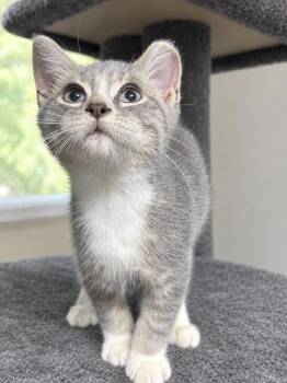 Nickels -  Domestic Short Hair Cat for Adoption in Lakeville, Minnesota - Nickels | PetCurious