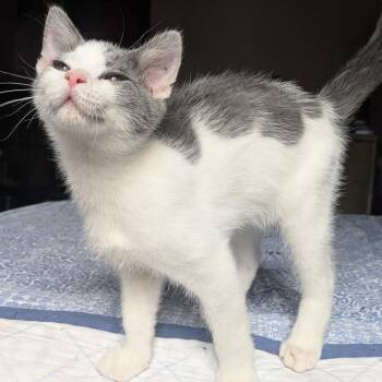 Butter -  Domestic Short Hair Cat for Adoption in Gibsonia, Pennsylvania - Butter | PetCurious