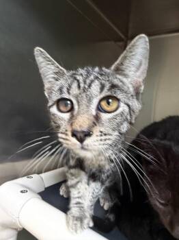Bolillo -  Domestic Short Hair Cat for Adoption in Pomona, New York - Bolillo | PetCurious