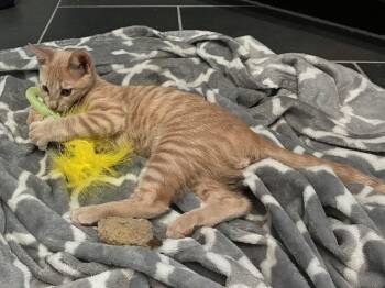 EZRA -  Domestic Short Hair Cat for Adoption in Broomfield, Colorado - EZRA | PetCurious