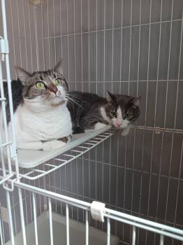 Dennis and Eleanor -  Domestic Short Hair Cat for Adoption in North East, Maryland - Dennis And Eleanor | PetCurious