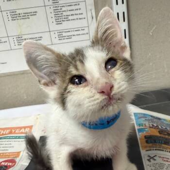 Rescue Domestic Short Hair Cats for Adoption in Yuma, Arizona - Dot | PetCurious